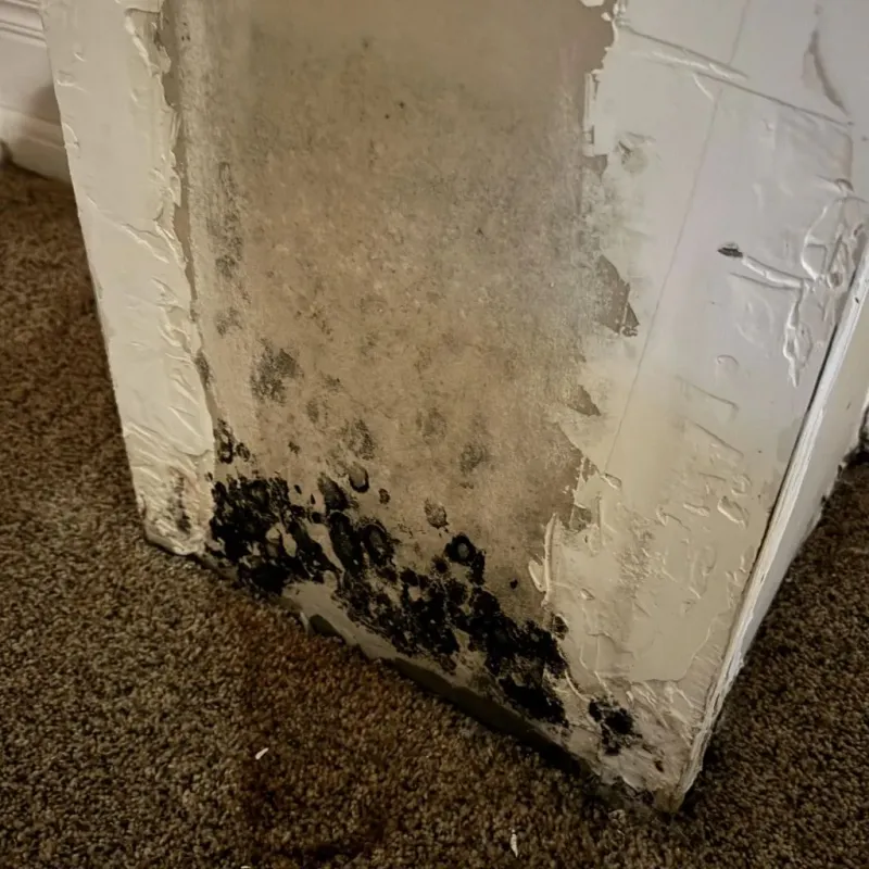Professional Mold Removal in Williamsport, IN